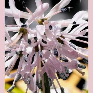 カーネーション,ガーベラ,ショウジョウバカマ,トルコキキョウ,バラの画像