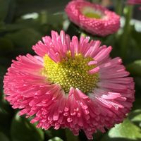 デージー,ユリオプスデージー,鉢植え,今日のお花,おうち園芸の画像