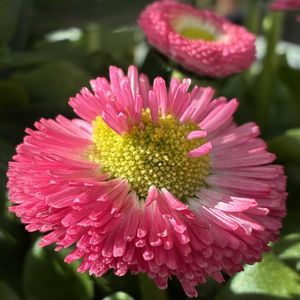 デージー,ユリオプスデージー,鉢植え,今日のお花,おうち園芸の画像