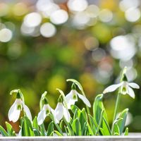 鉢植え,小さな庭の画像