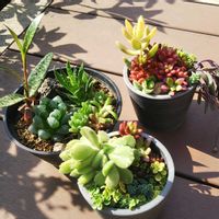 多肉植物,多肉寄せ植え,花のある暮らし,ワークショップ ,池袋の画像