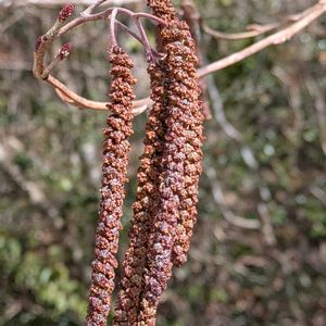 ハンノキ,ハンノキ,ハンノキの雄花,ハンノキの雌花,ハンノキの雄花序の画像