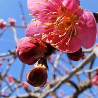 地植え,スマホ撮影,小さな庭の画像