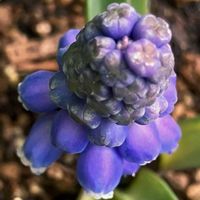 癒し,#ガーデニング,青い花マニア,エクステリアの画像