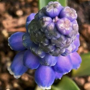 癒し,#ガーデニング,青い花マニア,エクステリアの画像