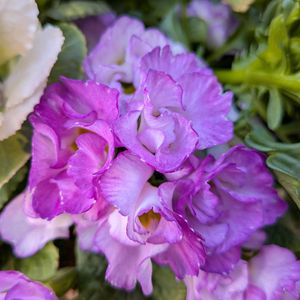 寄植え,ハンギング,小さな庭,玄関アプローチ,庭の画像