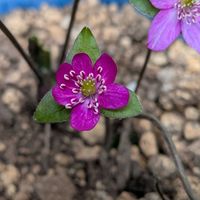 山野草,スマホ撮影,棚の画像