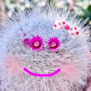 サボテン,玉翁,マミラリア 玉翁,サボテンの花✨,多肉植物の画像