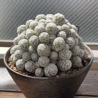 姫春星,多肉植物,サボテン科,つぼみ,ベランダーの画像