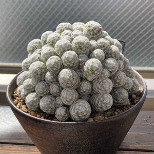 姫春星,多肉植物,サボテン科,つぼみ,ベランダーの画像