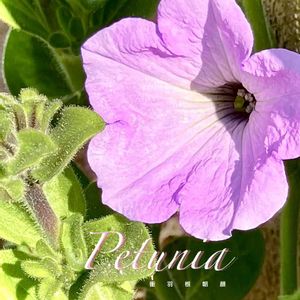 ペチュニア,ツクバネアサガオ,花のある暮らし,緑のある暮らし,ナス科の画像