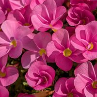 オキザリス,素敵✨✨✨,明るい色,心がやわらぐ,花びらの魅力✨の画像