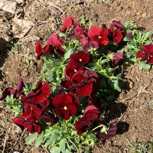 実家の畑,真っ赤なパンジー,いいねをありがとうございます¨̮♡︎,GSのみなさんに感謝♡︎ʾʾ,種芋のおまけの画像