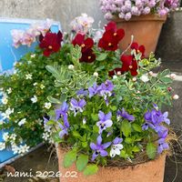 花かんざし,ビオラ・なごみももか・しんしん,ビオラ コウロギノブコ,ビオラ・碧いうさぎ,ビオラ レッドブロッチの画像