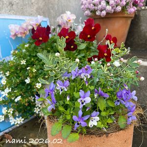 花かんざし,ビオラ・なごみももか・しんしん,ビオラ コウロギノブコ,ビオラ・碧いうさぎ,ビオラ レッドブロッチの画像