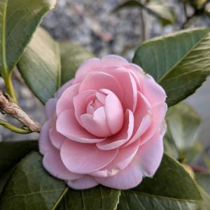 乙女椿,乙女椿,鉢植え,小さな庭の画像