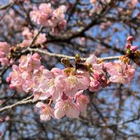 サクラ,いつもの散歩道,平和を願う☆,いつまでも友達でいよう♡の画像