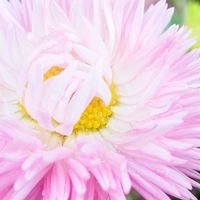 デージー,お花,今日の花,チロリアンデージー,今日のお花の画像