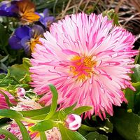 ヒナギク,デージー,デージー（雛菊）,ひなぎく,ヒナギク（デイジー）の画像