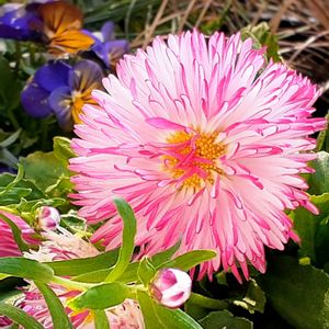 ヒナギク,デージー,デージー（雛菊）,ひなぎく,ヒナギク（デイジー）の画像