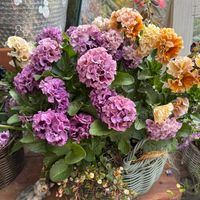 お花,花のある暮らし,花好きさんと繋がりたい,猫好きさんと繋がりたい,うちで咲いたお花の画像