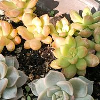 セダム,多肉初心者,シェードガーデン,日陰の庭,庭の画像