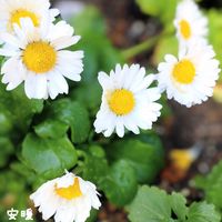 ウメ,イングリッシュデージー,花のある暮らし,もうすぐ春,初開花の画像