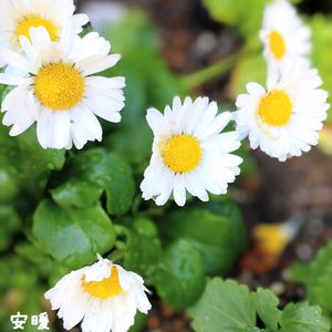 ウメ,イングリッシュデージー,花のある暮らし,もうすぐ春,初開花の画像