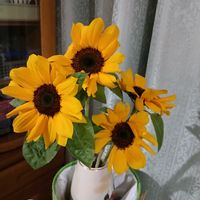 ヒマワリ,ヒマワリ,リビング・ダイニングの画像