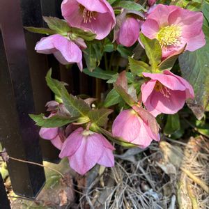 アネモネ,アネモネ,アネモネ,クリスマスローズ,バラ　ピエール・ドゥ・ロンサールの画像