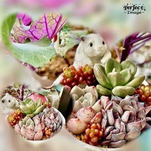 葉牡丹,寄せ植え,多肉植物,セダム属,エケベリア属の画像