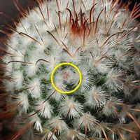 ボンビシナ,墨こけし,豊明丸,サボテン科,つぼみの画像