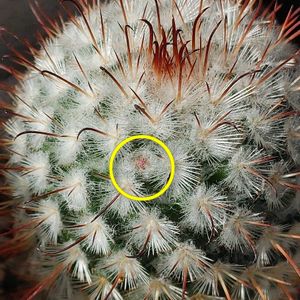 ボンビシナ,墨こけし,豊明丸,サボテン科,つぼみの画像