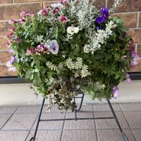 ネメシア,ビオラ,ガーデニング,花のある暮らしの画像