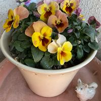 パンジー,ビオラ,プリムラ　ジュリアン,パセリ,パンジー わらく アプリコットティーの画像