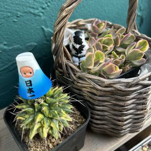 スイートピー,ワーテルメイエリー錦,7cサボ,お内裏ﾀﾝお雛ﾀﾝ,ベランダガーデンの画像