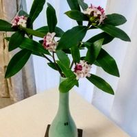 ジンチョウゲ,人との繋がりに感謝✨,今日も元気に頑張ろう‼️,花友さんに感謝♡の画像