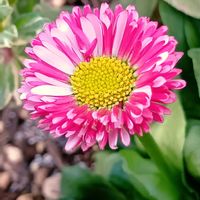 斑入りブルーデージー,パボニア・インテルメディア,デージー・キャンディーポップ,デージー・キャンディーポップ,ロニセラ　ホワイトマジックの画像