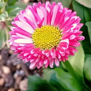 斑入りブルーデージー,パボニア・インテルメディア,デージー・キャンディーポップ,デージー・キャンディーポップ,ロニセラ　ホワイトマジックの画像