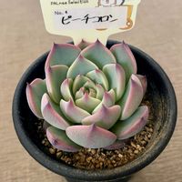 ピーチコロン,多肉植物,エケベリア属,多肉中毒,タニラーの画像