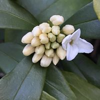 沈丁花,沈丁花,ご近所,早朝,散歩での画像