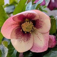 クリスマスローズ,クリスマスローズ,鉢植え,お花のある暮らし,多年草・宿根草の画像