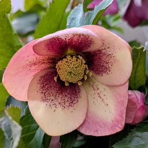 クリスマスローズ,クリスマスローズ,鉢植え,お花のある暮らし,多年草・宿根草の画像