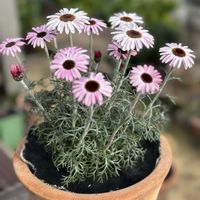 ローダンセマム,ローダンセマム  エルピンク,花のある暮らし,花好きな人と繋がりたい,庭の画像