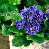 プリムラ,ナチュラルガーデン,可愛い,マイガーデン,ブルーの画像