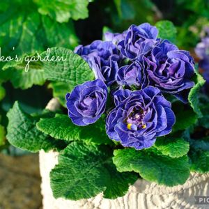 プリムラ,ナチュラルガーデン,可愛い,マイガーデン,ブルーの画像