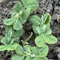 美笹えんどう,花が好き,無農薬❤家庭菜園,野菜が好き,アサヒ農園の画像