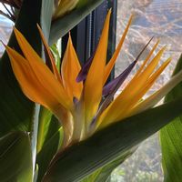 ストレリチア 極楽鳥花,開花,花のある暮らし,お花は癒し,リビング・ダイニングの画像