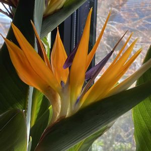 ストレリチア 極楽鳥花,開花,花のある暮らし,お花は癒し,リビング・ダイニングの画像