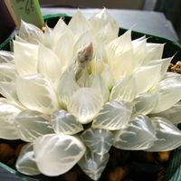 ハオルチア,多肉植物,ハオルチア属,透明な窓,錦の日の画像